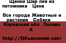 Щенки Шар пея из питомника › Цена ­ 25 000 - Все города Животные и растения » Собаки   . Кировская обл.,Лосево д.